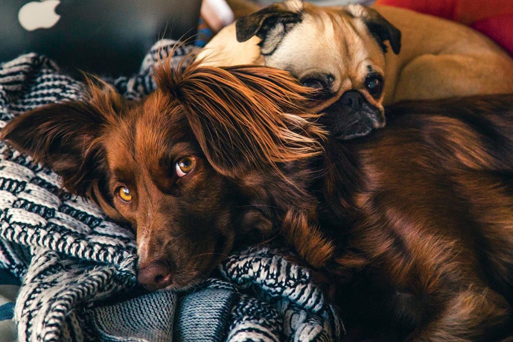 Selling your home with pets