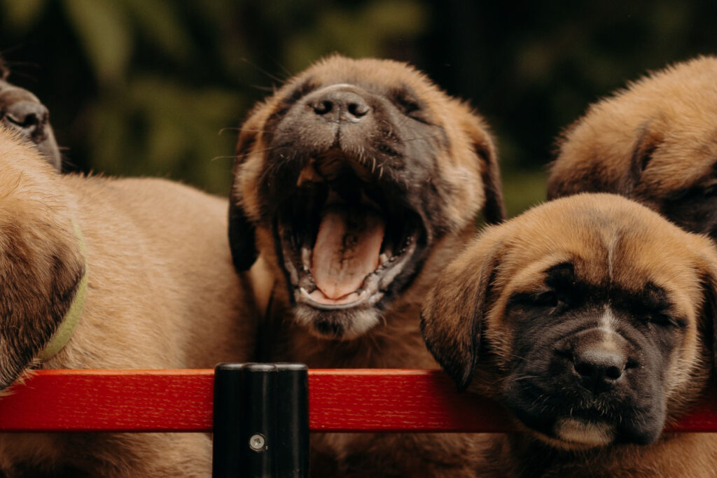 Teach your dog to stop barking